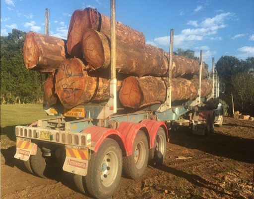 keindahan-dan kekuatan-kayu-asli